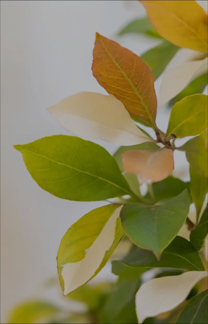 Photo d'arrière-plan végétale avec des feuilles